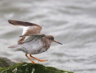 image of redshank #2