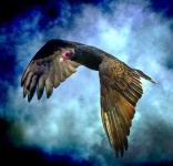 image of vulture