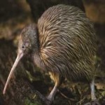 image of bird