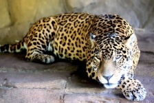image of animal