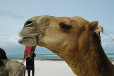 image of animal