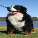 image of animal