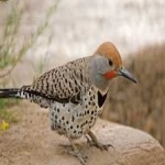 image of bird