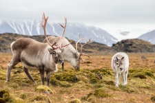 image of reindeer #37