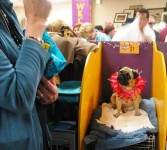 image of pug