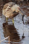 image of bittern