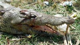 image of crocodile