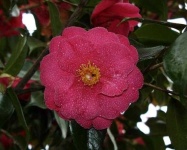 image of flower