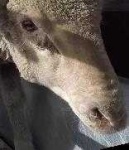 image of animal
