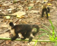 image of capuchin
