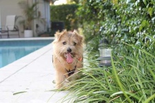 image of norfolk_terrier #27