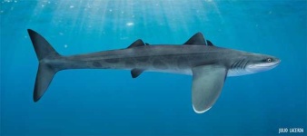 image of shark #19