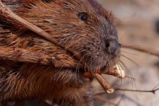 image of beaver