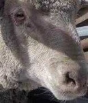 image of animal