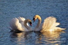 image of swan