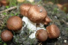 image of mushroom