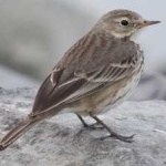 image of american_pipit #21