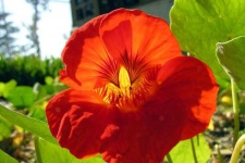 image of flower