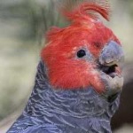 image of bird