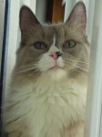 image of animal