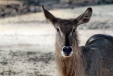 image of animal