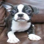 image of boston_terrier #14