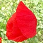 image of flower