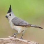 image of bird