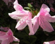 image of azalea #11