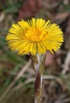 image of flower