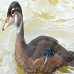 image of bird