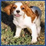 image of animal