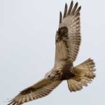 image of bird
