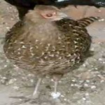 image of bird