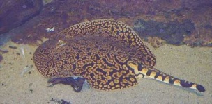 image of stingray