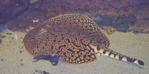 image of stingray #4