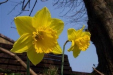 image of flower