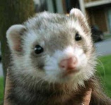 image of black_footed_ferret