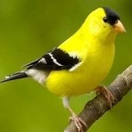image of bird