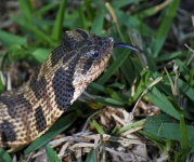 image of hognose_snake #1