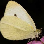 image of animal