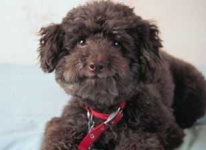 image of miniature_poodle #2