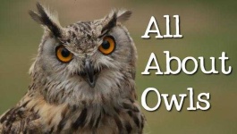 image of owl