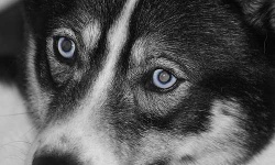 image of eskimo_dog