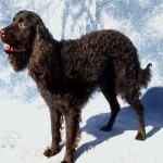 image of american_spaniel #3