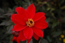 image of flower