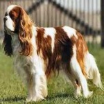 image of animal