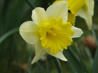 image of flower