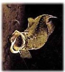 image of animal