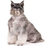 image of schnauzer #19